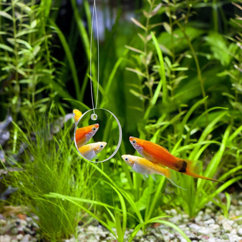POPETPOP Betta Exercise Mirror Set, Double Sided Circle with Floating Ball for Fish Tank