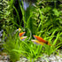 POPETPOP Betta Exercise Mirror Set, Double Sided Circle with Floating Ball for Fish Tank