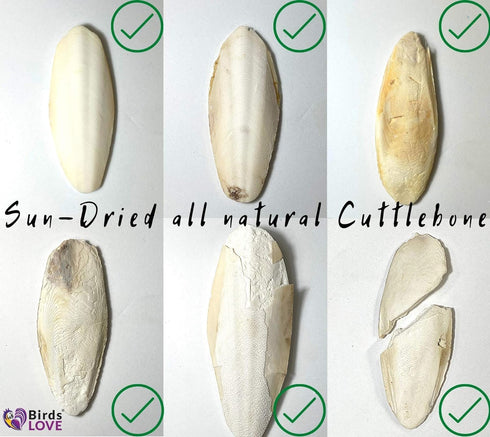 Birds LOVE Natural Cuttlebone – Premium Calcium & Trace Mineral Supplement for Avian Species, Pack of 2, Size 5.5 to 6"