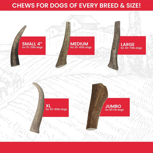 Best Chews Whole Elk Antlers for Dogs – Natural USA Sourced Antlers for Aggressive Chewers, Promotes Oral Health