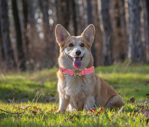 THAIN Soft Leather Dog Collar, Heavy Duty Padded Quick Release Adjustable Collar for Small Medium Dogs (M, Pink)