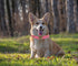 THAIN Soft Leather Dog Collar, Heavy Duty Padded Quick Release Adjustable Collar for Small Medium Dogs (M, Pink)
