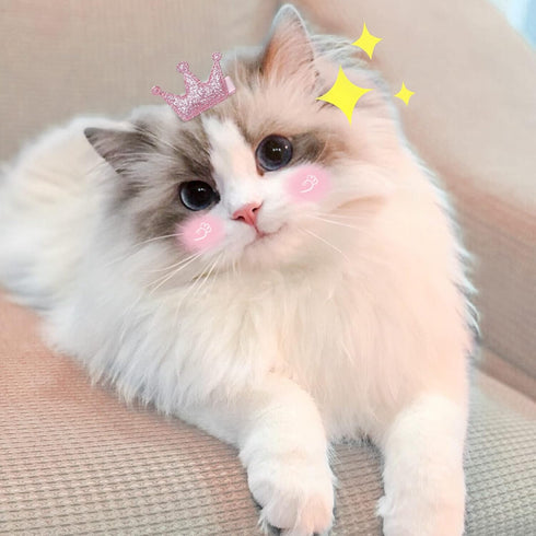 WWW Small Dog Hair Clips, 5 Pcs Cat Dog Hair Bows, Cute Bow Flower Crown Hairpin, Pink, Puppy Party Grooming Accessories