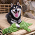 Best Pet Supplies 2-in-1 Stuffless Squeaky Dog Toys with Soft, Durable Fabric for Small, Medium, and Large Pets