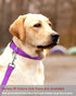 Reflective Dog Collar with Buckle, Adjustable Safety Nylon Collars for Small Medium Large Dogs, Purple S