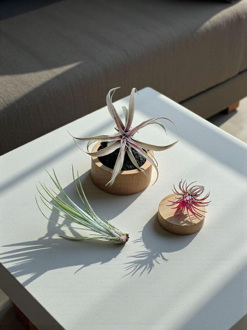 5 Pack Rainforest Grown Assorted Air Plants - Live Tillandsia - Easy Care House Plants - Air Succulents, House Plant
