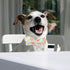 Dog Collar for Spring and Summer, Cotton Adjustable Collar with Bow and Safety Metal Buckle, M