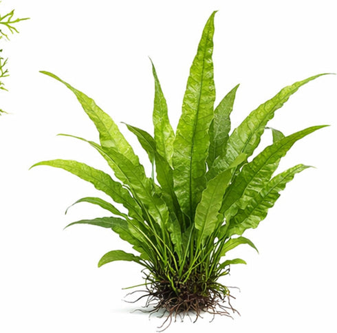 3 CO2 (3) Axolotl Live Plants Bundle - Species Starter Kit | Java Fern, Hornwort & Water Sprite - Cold Water Safe, No