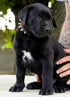 Bestia Spiky Collar with Blunt Screw Tips - Suitable for Small Dog Breeds or Puppies, 1" Wide
