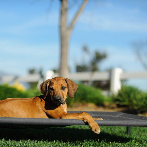 Veehoo Cooling Elevated Dog Bed, Large, Portable Raised Pet Cot, Washable Mesh, No-Slip Feet for Indoor & Outdoor Use