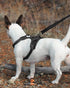 Joytale Double-Sided Reflective Dog Leash, 6 FT/5 FT/4 FT - Padded Handle Nylon Heavy Duty Leashes for Small & Medium