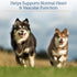 Rx Vitamins Formula CV, Hawthorn Berry Capsules with Taurine for Dogs & Cats - Heart Health Supplements - 90ct