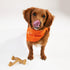 Nylabone Gourmet Style Strong Chew Wishbone Dog Toy, Chicken Flavor, Small/Regular (1 Count)