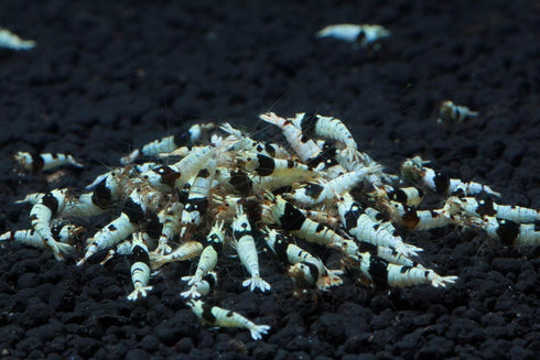 1/4 1/2 inch (5 Crystal Black Shrimp SS Grade - Live Freshwater Aquarium Shrimp - to Shrimp)