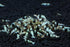 1/4 1/2 inch (5 Crystal Black Shrimp SS Grade - Live Freshwater Aquarium Shrimp - to Shrimp)