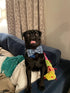 Elegant Little Tail Dog Collar with Bow, Shark Print Adjustable Cute Bowtie for Large Dogs