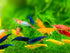 15+ 0.75-1 inches Mixed Color High Grade Neocaridina Live Freshwater Shrimps for Aquarium Bignner Friendly Neocardina