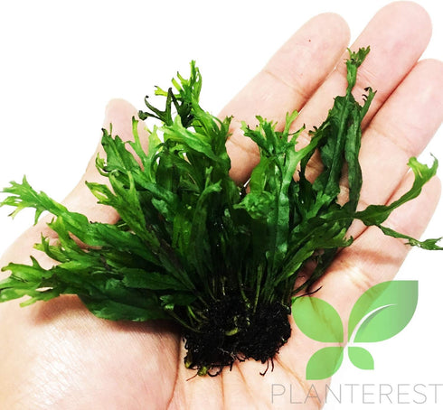 PLANTEREST BUY2GET1FREE Microsorum Java Fern 'Windelov' Potted Easy Live Aquarium Plant Decorations