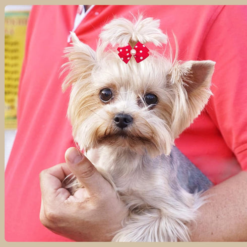 100pcs/50pairs Dog Hair Bows, Grooming Bulk with Rubber Bands in Mixed Colors, Toknot Bowknot Elastic for Small Medium