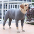 Dog Recovery Suit for Abdominal Wound After Surgery, Prevent Licking Wounds, E-Collar Alternatives, Long Sleeve Pajamas