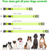LED Dog Collar, Light Up Adjustable USB Rechargeable Safety Glowing Collars for Dogs (Medium, Green)