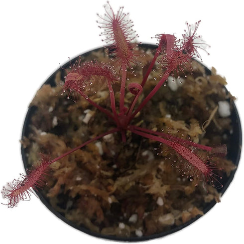 Small Cape Sundew 'Red' (Drosera Capensis) - Unique Carnivorous Plant
