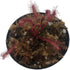 Small Cape Sundew 'Red' (Drosera Capensis) - Unique Carnivorous Plant