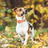 Fall Girl Dog Collar - Orange Maple Leafs Rugby Floral Collar with Safety Metal Buckle for Small, Medium, Large Dogs