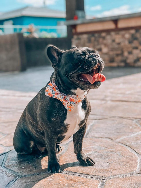 Unique Style Paws Dog Collar Bow Tie Collar, Adjustable for Small Medium Large Dogs and Cats