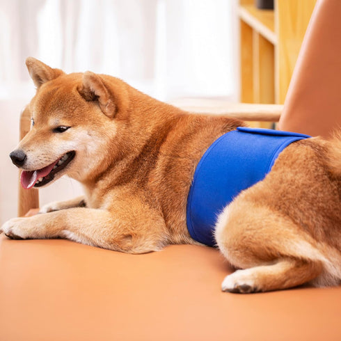 (Pack 3) Dog Diapers Male, ACDOK Reusable Belly Bands for Male Dogs Wraps of Upgrade Durable Delly Diapers for Dogs
