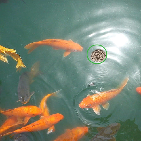 5pcs Aquarium Floating Plant Rings, Foam Fish Feeding Ring for Intercepts Floating Plants (Green)