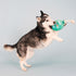 Fringe Studio Plush Dog Toy, I Pawty, You Pawty, Pet Shop Collection (314210)