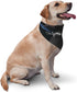 Kangweida Bluefin Tuna Heartbeat Stylish Pet Bandana Cute Pattern Triangle Scarf for Dogs and Cats