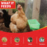 27oz My Favorite Chicken Chicken Cage Cup Hanging Chicken Waterer & Feeder for Chick, Duck, Quail, Parakeet Versatile