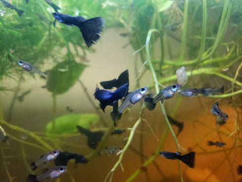 Generic 1 +2 Trio Blue Moscow Live Guppy Fish VIP Grade A, Free Yellow Back Shrimp