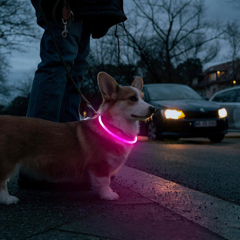 HIGO LED Dog Collar, USB Rechargeable Light Up Dog Necklace, Waterproof Glow in The Dark for Night Walking