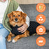 Suitical Recovery Suit for Dogs, Extra Large, Black