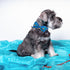 Elegant Little Tail Dog Collar - Soft Adjustable Bow Collar for Small Medium Large Dogs