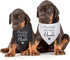 2 PCS Dog Bandanas for Pregnancy Announcement - Mom Dad are Getting Me a Human, Gender Reveal Photo Prop