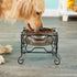 Wrought Iron Stand with Single Stainless Steel Bowl Size: Medium (7" H x 9.5" W x 9.5" D)