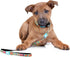 Max & Molly Classic 4 ft Dog Leash - Strong, Padded, Waterproof, Stylish Patterns for Small Dogs - Medium Shipping Time