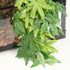 Dsoar 40cm/16in Aquarium Decorations, Artificial Plant Fake Plastic Water Grass for Fish Tank Decor