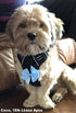 Cute Puppy Supplies Dog Accessories for Large Dogs, 8ct 3 Inch Small Dog Hair Bows for Grooming