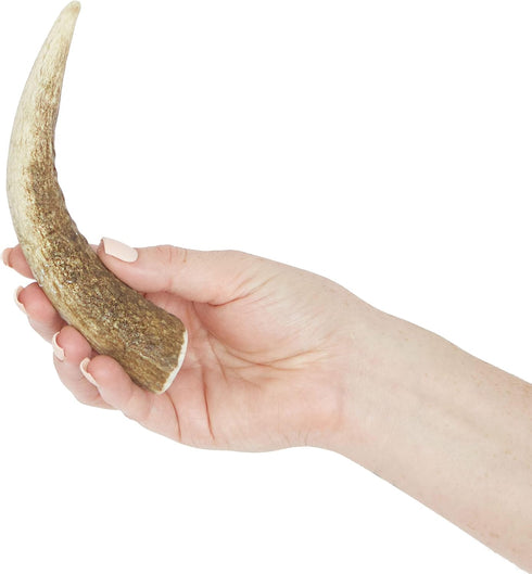 Prairie Dog Pet Products Colossal Elk Antler Treat for Dogs