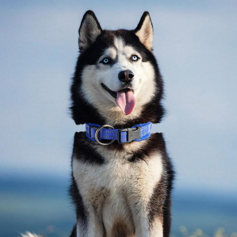 EXCELLENT ELITE SPANKER Classic Dog Collar - PU Material Adjustable for Small Medium Large Dogs, Walking Training (S,