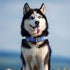 EXCELLENT ELITE SPANKER Classic Dog Collar - PU Material Adjustable for Small Medium Large Dogs, Walking Training (S,