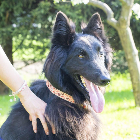 Pettsie Matching Dog Collar and Owner Bracelet - Adjustable for Small & Medium Dogs, Red Hemp