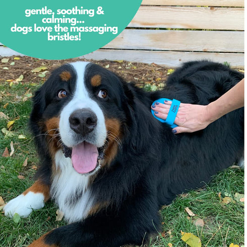 Mighty Mutt Dog Bath Brush - Massage Rubber Soft Bristle Brush for Easy Grooming - Wet or Dry Shampoo Brush - 1 pc
