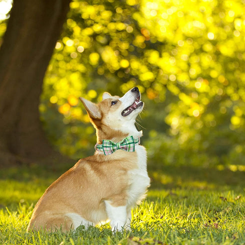 Elegant Little Tail Dog Collar with Bow - Pink with Green Plaid, Adjustable Cute Bowtie Pet Collar for X-Small Puppy