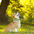 Elegant Little Tail Dog Collar with Bow - Pink with Green Plaid, Adjustable Cute Bowtie Pet Collar for X-Small Puppy